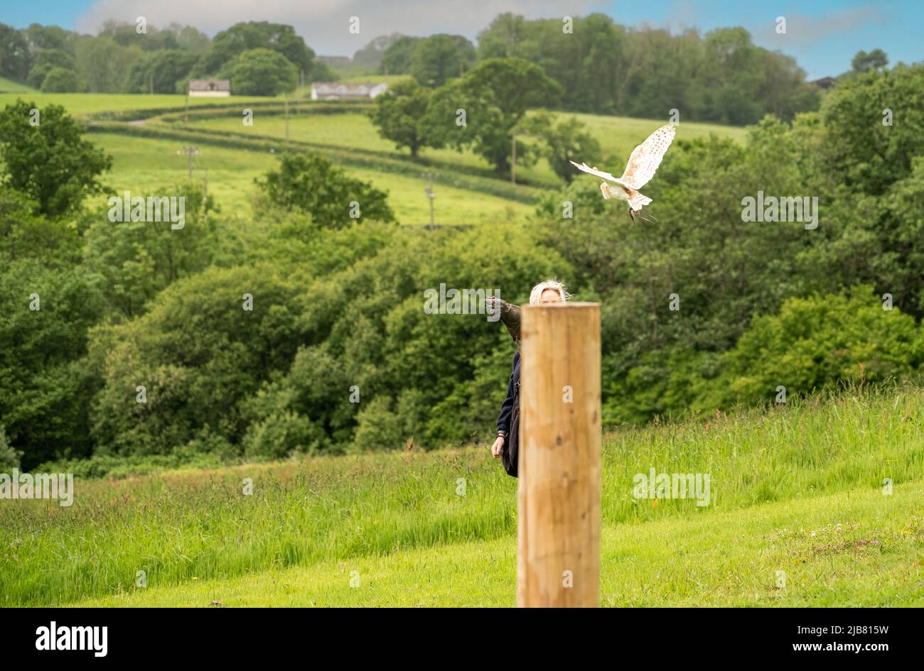 Diva il gufo granaio (Tyto alba) in una dimostrazione di volo al British Bird of Prey Centre Foto Stock