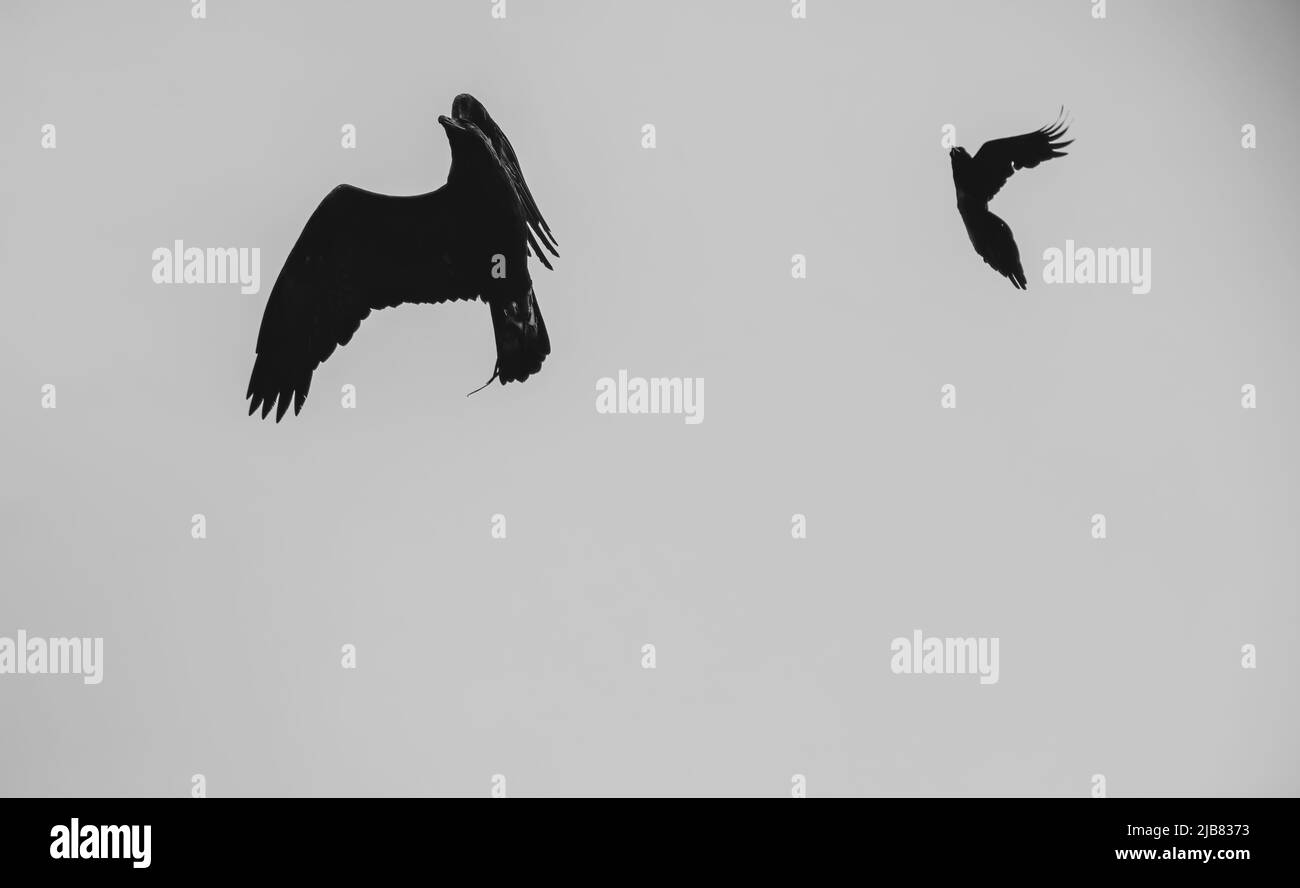 'midas' una giovane aquila dorata (Aquila chrysaetos) arrangiata da Crows ad una manifestazione britannica Bird of Prey Center Foto Stock
