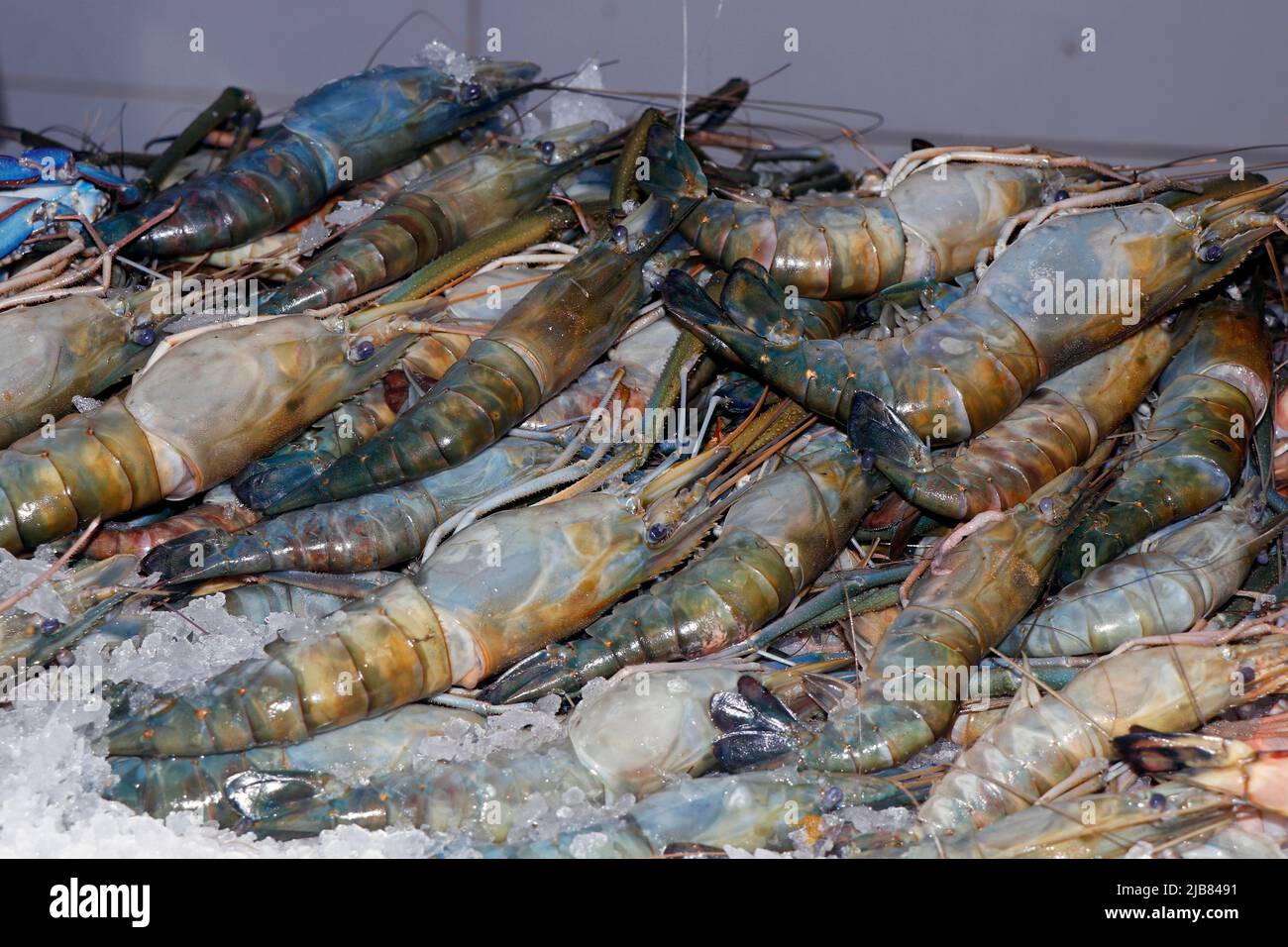 gamberi scampi freschi o gamberetti su ghiaccio in una bancarella di mercato per la vendita a dubai Foto Stock