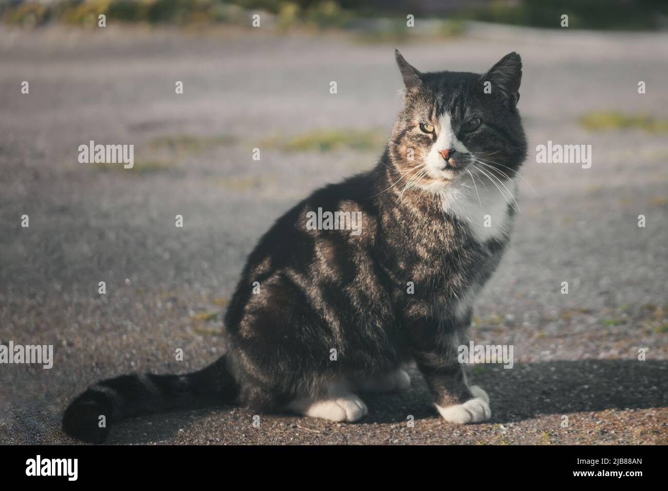 Il gatto grigio a strisce sta guardando da vicino qualcosa nel cortile Foto Stock