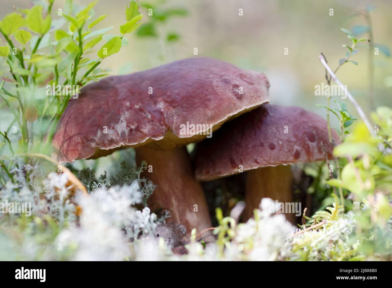 Due funghi porcini o boletus edulis in una pineta Foto Stock