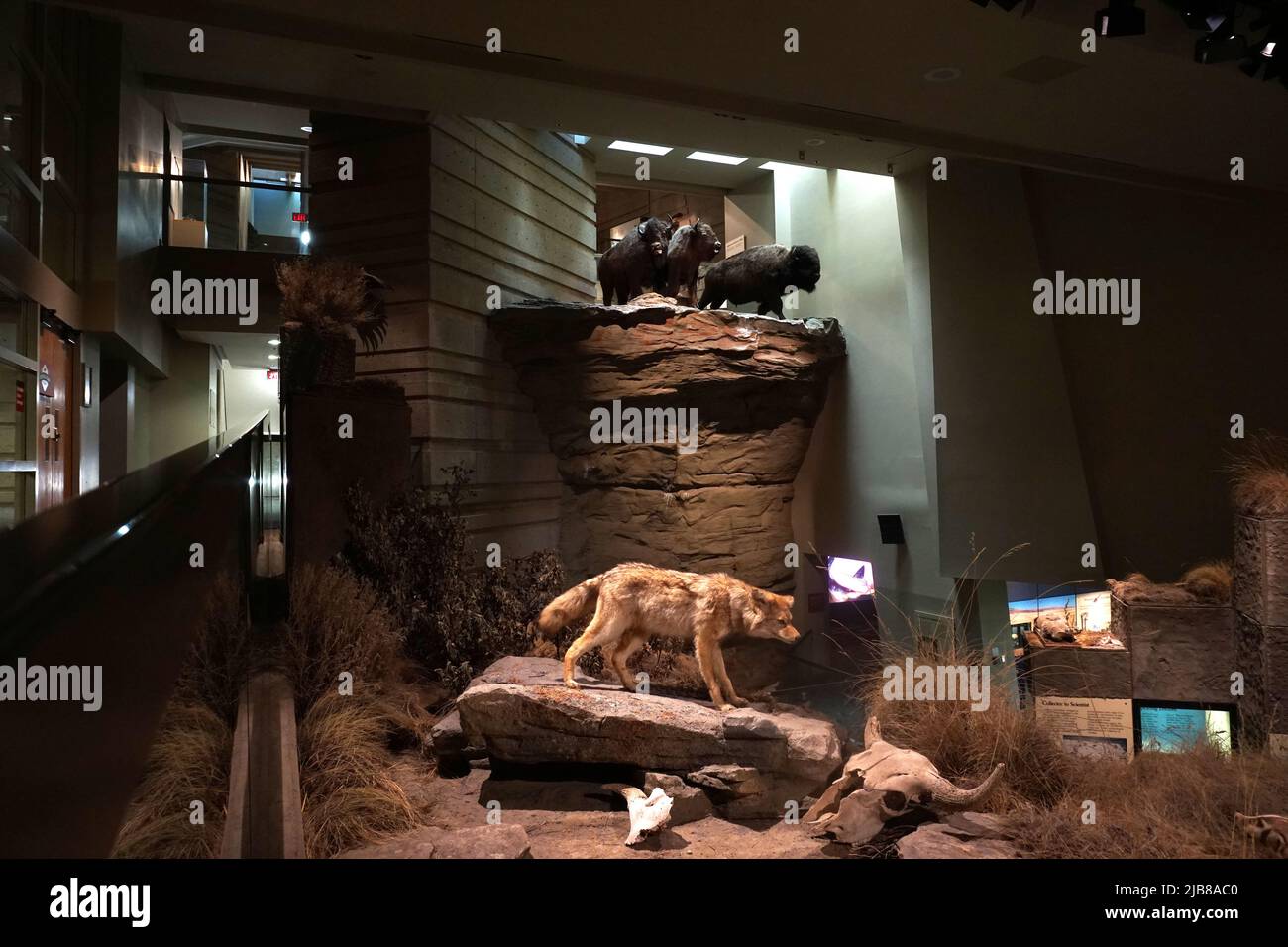 Il Buffalo Jump Interpretive Center, Alberta, Canada, è stato letteralmente distrutto Foto Stock Il Buffalo Jump Interpretive Center, Alberta, Canada, è stato letteralmente distrutto Foto Stock