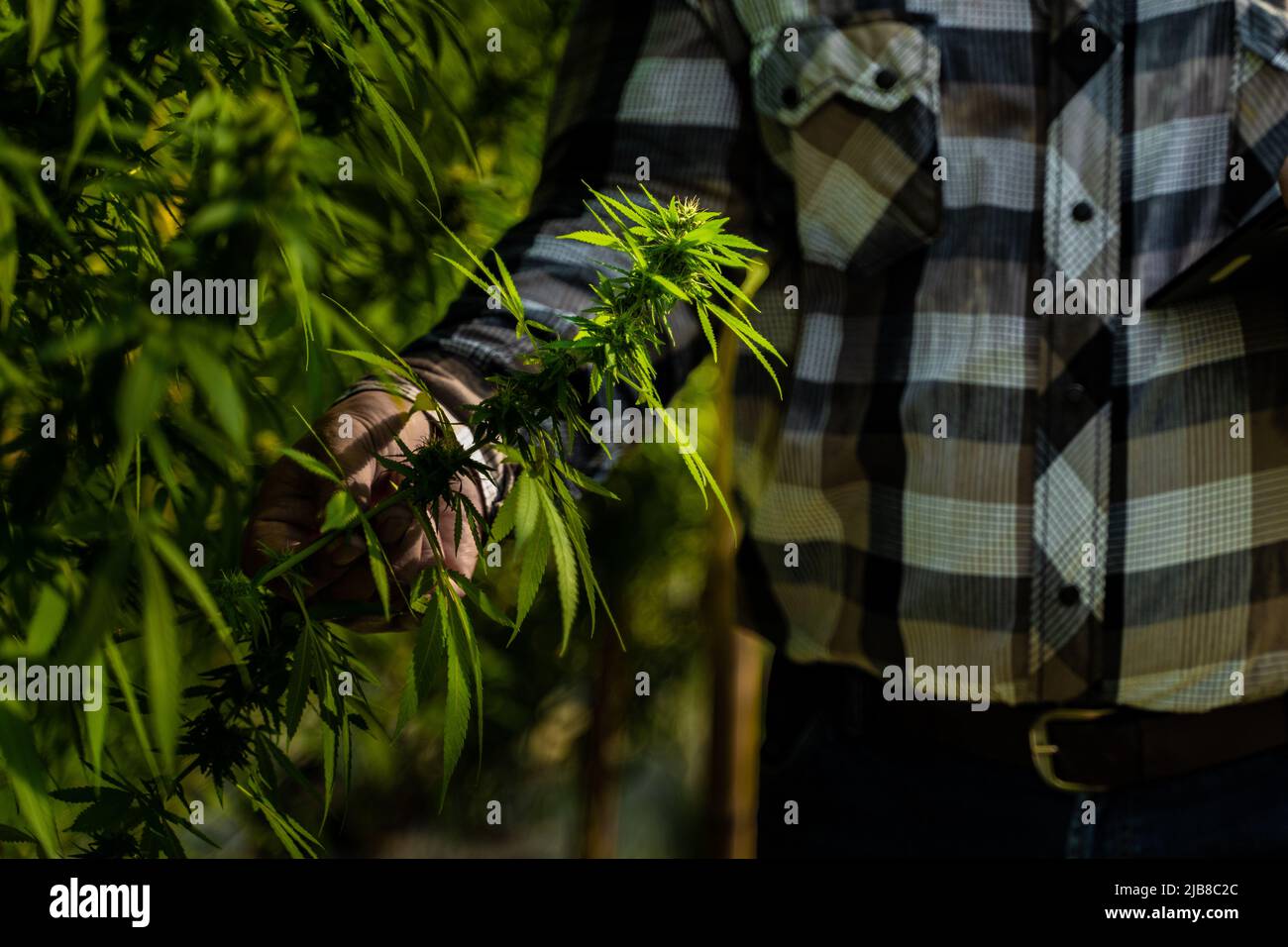 Coltivatore di cannabis maschile che controlla la qualità delle sue piante al suo ambiente controllato serra, concetto di medicina alternativa Foto Stock