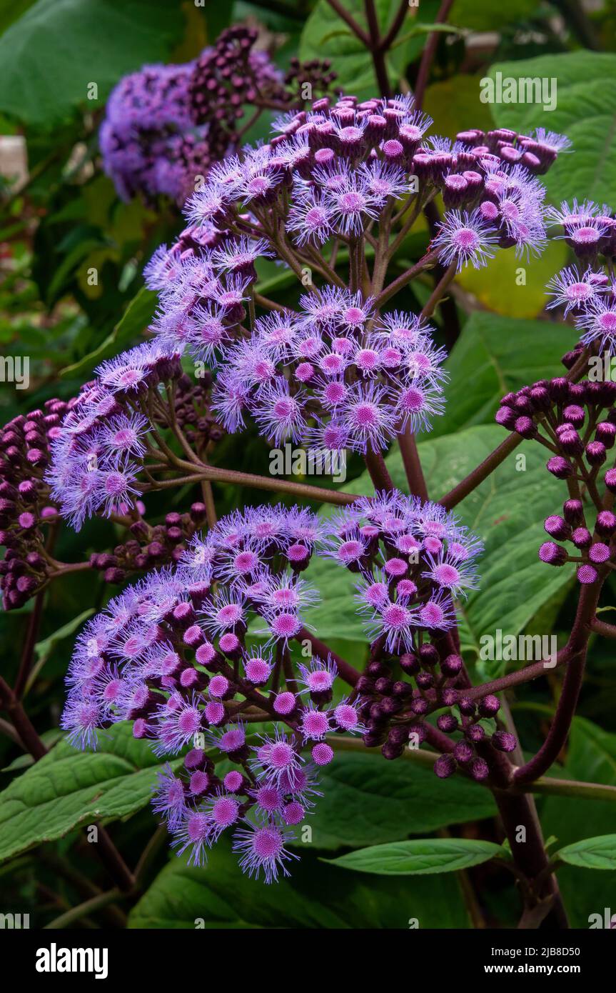 Sydney Australia, teste di fiore di un conoclinium coelestinum o fiore viola Foto Stock