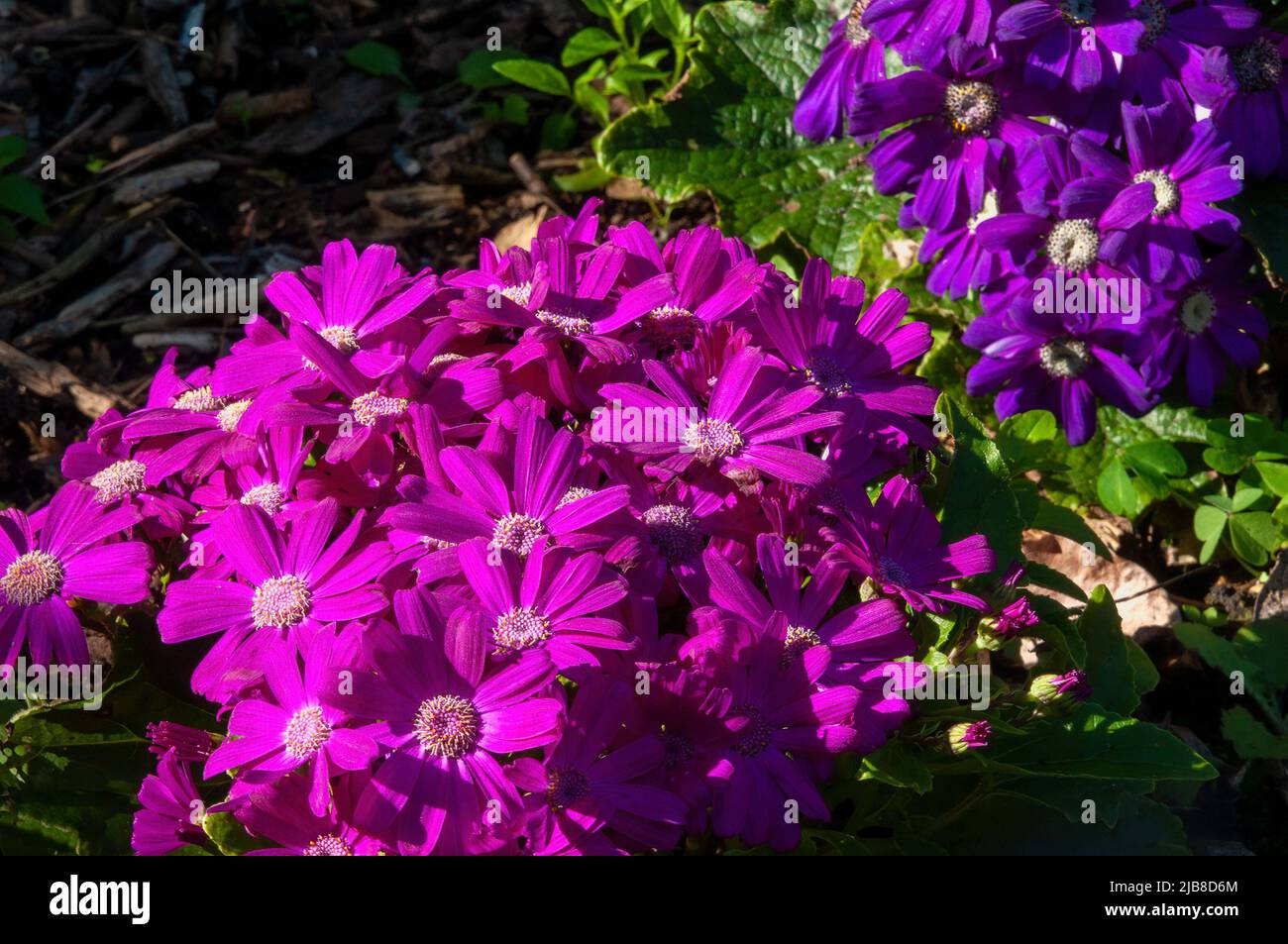Sydney Australia, margherite magenta e viola in giardino Foto Stock