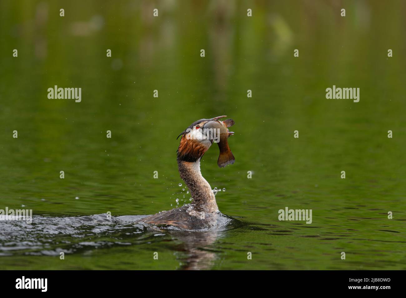 Grande gebe gebe Podiceps gridate con pesci catturati su un corpo idrico alla riserva RSPB di Lakenheath Fen, Suffolk, Regno Unito Foto Stock