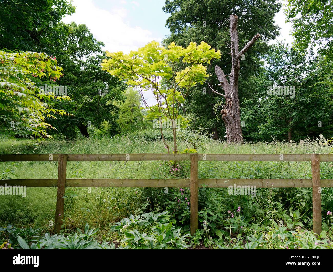 Londra, Grande Londra, Inghilterra, maggio 28 2022: Albero giallo brillante a foglia dietro una recinzione in Holland Park nella zona di Kensington. Foto Stock
