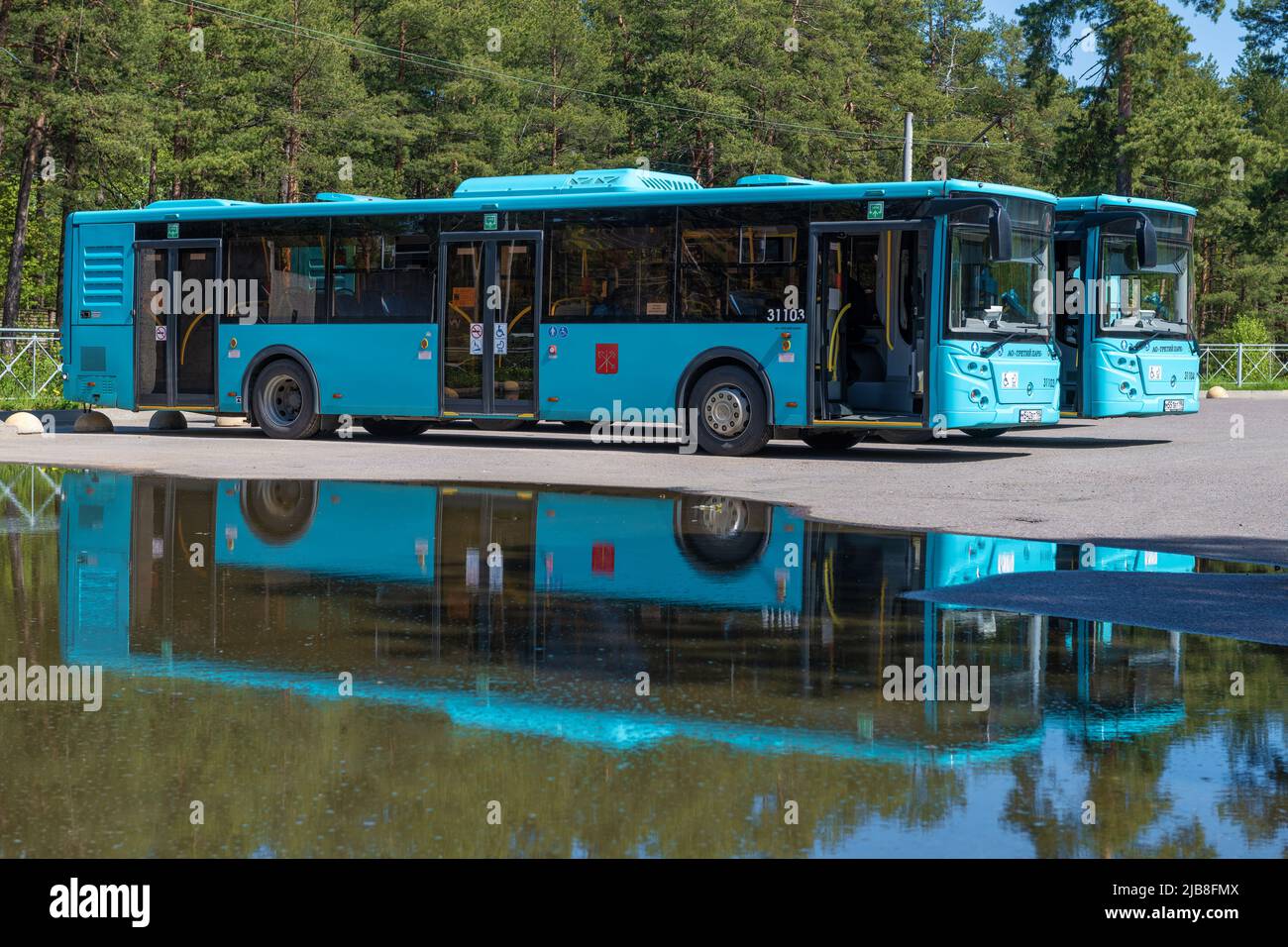 SESTRORETSK, RUSSIA - 29 MAGGIO 2022: Due autobus urbani Liaz-5292,67 sulla fermata finale del percorso in un giorno di maggio soleggiato Foto Stock