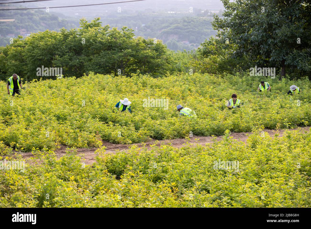 YUNCHENG, CINA - 3 GIUGNO 2022 - i membri del personale si sono allattati alla base del vivaio della Foresta di Jailuo Farm della gestione forestale di Stato a Zhongtiao MOU Foto Stock