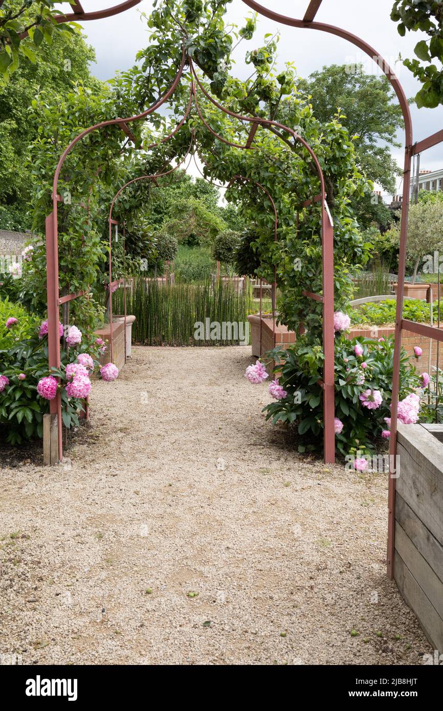 Arcate più spalliere con meli e peonie nel Queen’s Orchard a Greenwich Park London UK Foto Stock Arcate più spalliere con meli e peonie nel Queen’s Orchard a Greenwich Park London UK Foto Stock