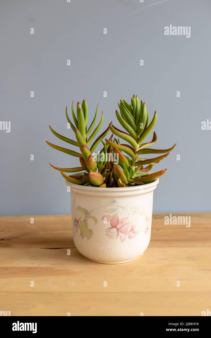 Crassula capitella fiamme rosse pianta succulenta in una pentola di ceramica Foto Stock