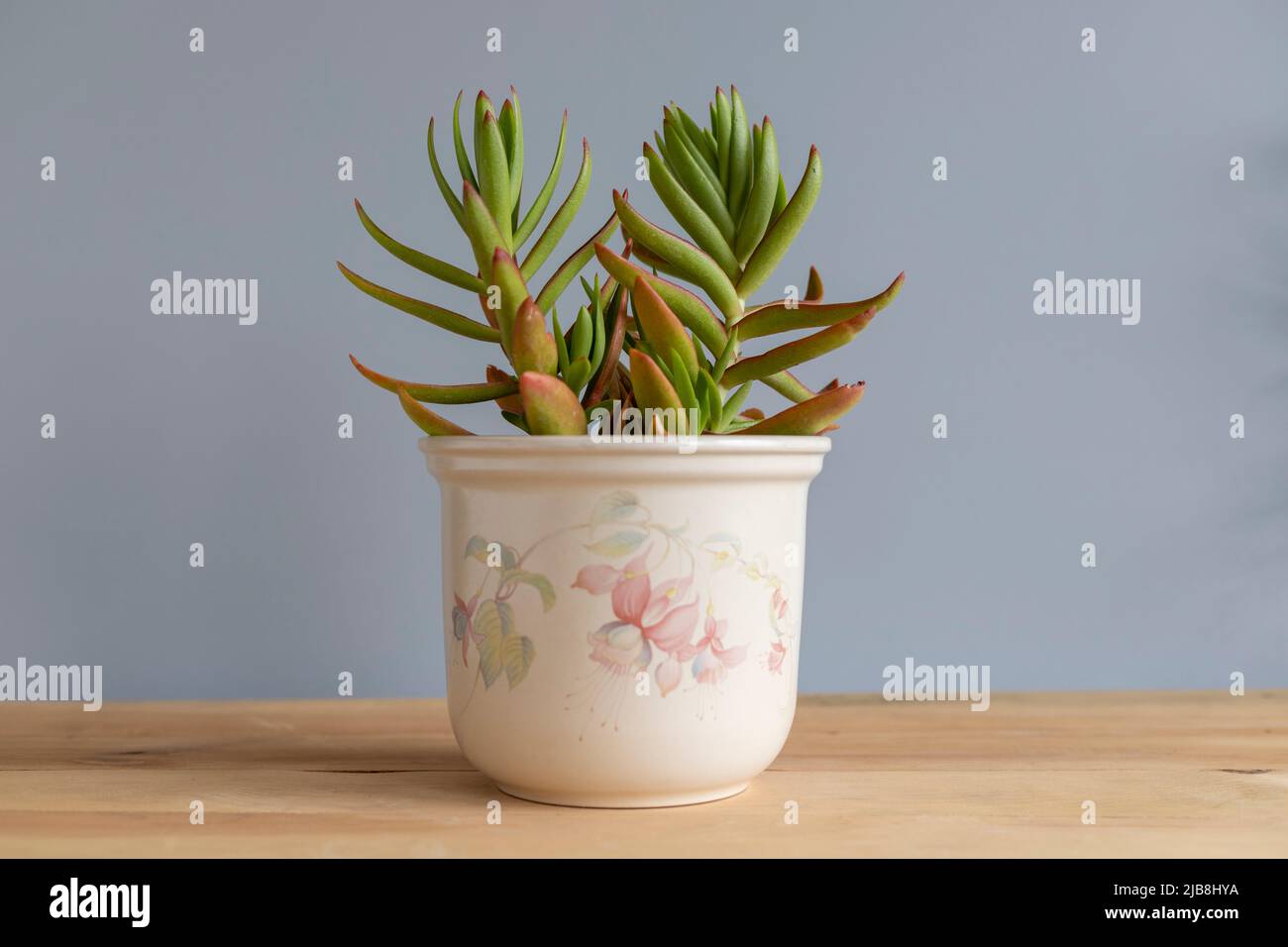 Campfire Crassula pianta succulente perenne Foto Stock