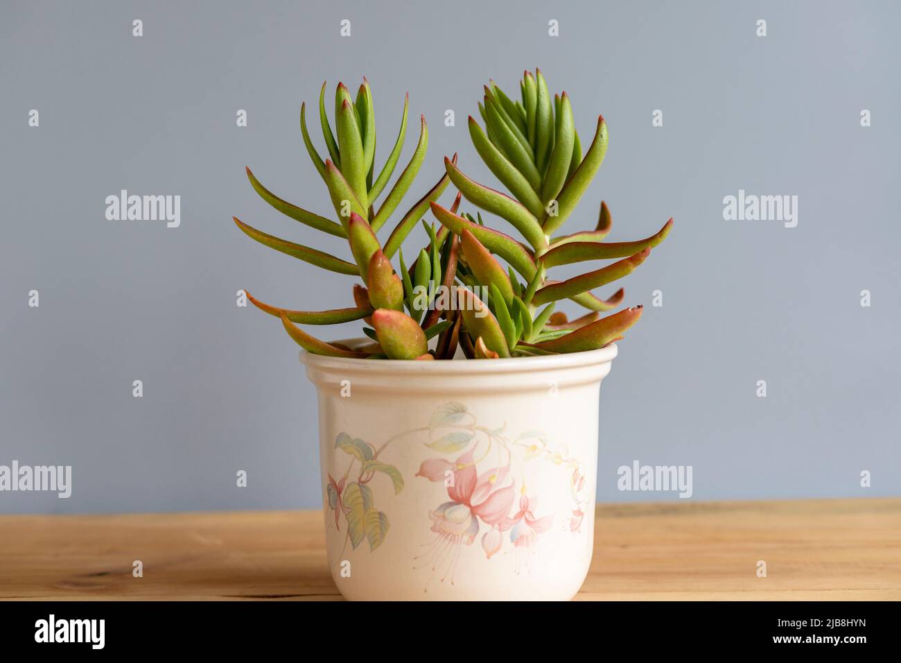 Crassula capitella pagoda rossa o Campfire pianta in un vaso decorativo Foto Stock