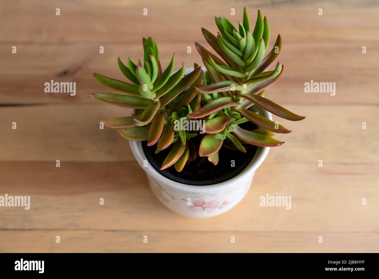 Crassula capitella (fiamme rosse, Pagoda rossa o Campfire) Foto Stock