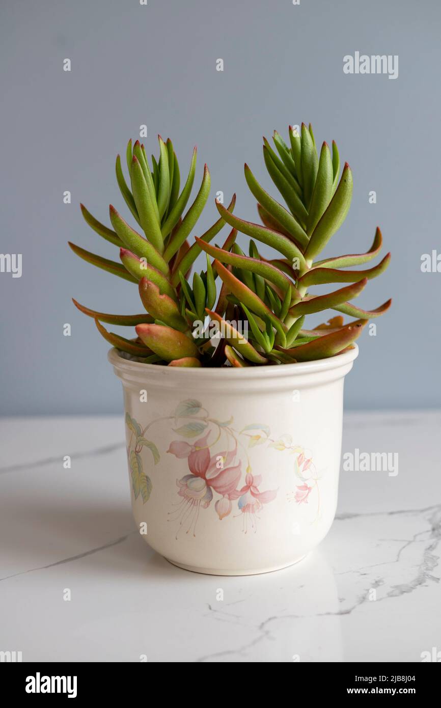 Crassula capitella (fiamme rosse, Pagoda rossa o Campfire) Foto Stock