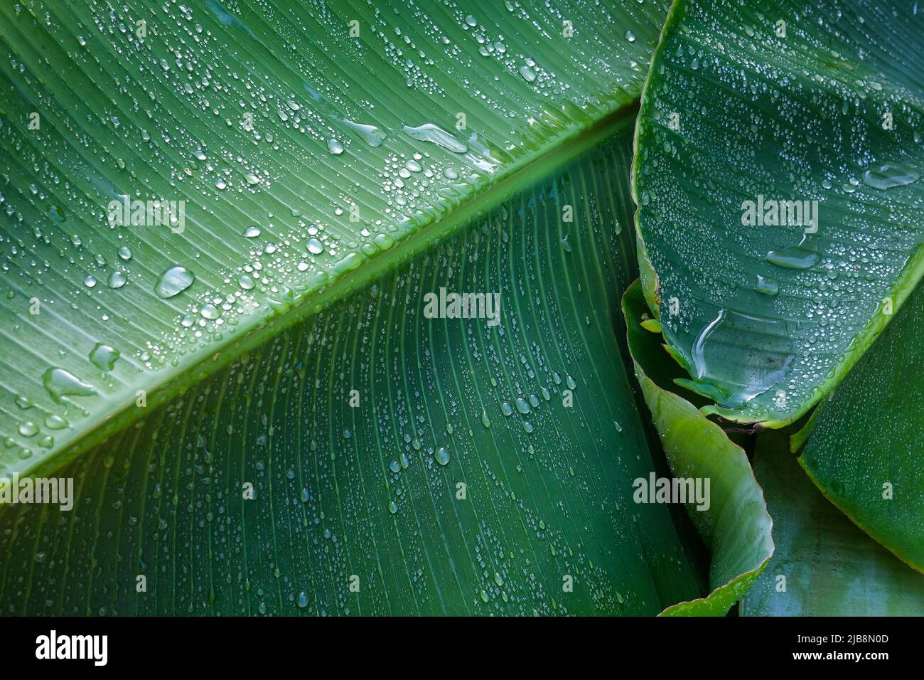 Gocce di rugiada su foglie di banana Foto Stock
