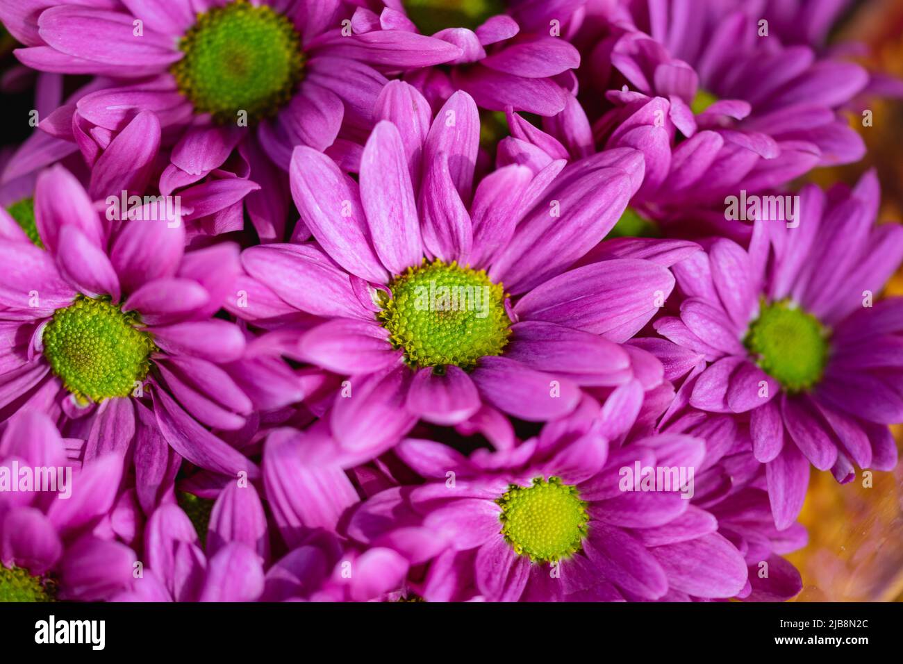 un primo piano macro immagine di un bouquet di fiori viola margherita Foto Stock