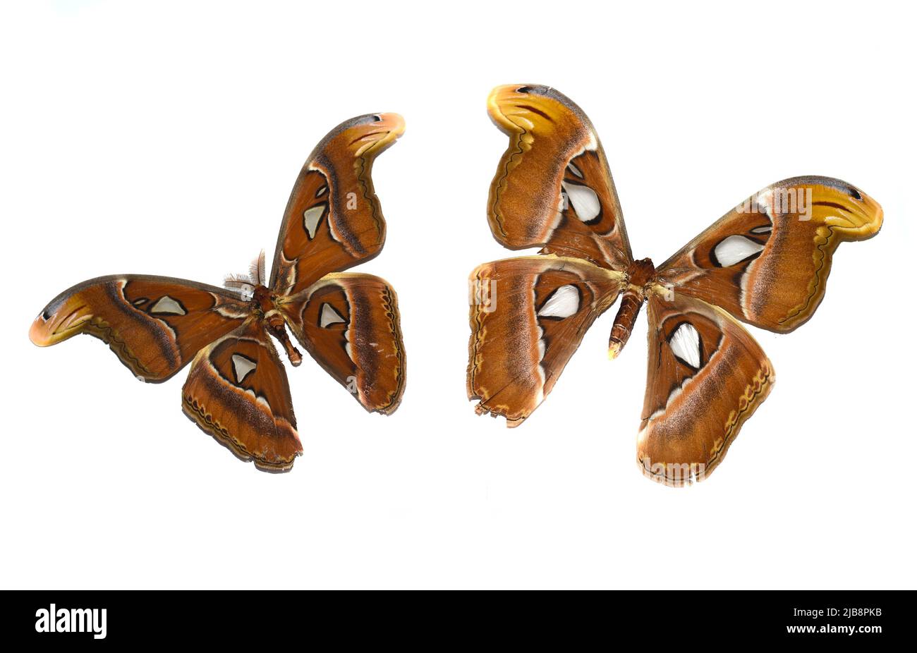 Attacus atlante farfalle su sfondo bianco Foto Stock
