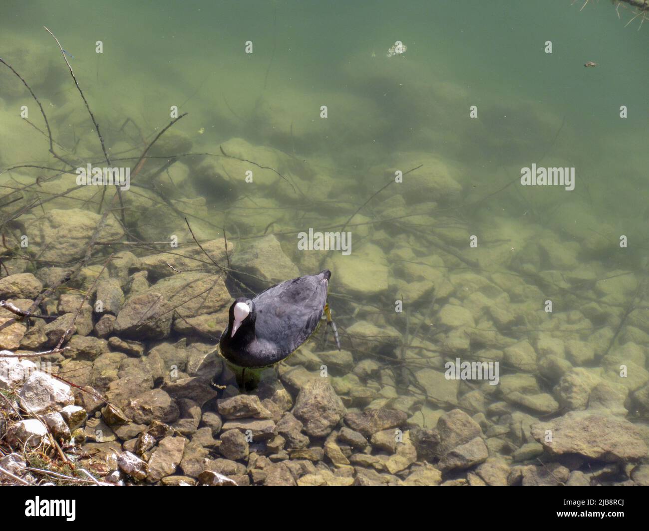 Foto di un'anatra che nuotano nel lago di Scanno. Viaggio in Abruzzo Italia Foto Stock