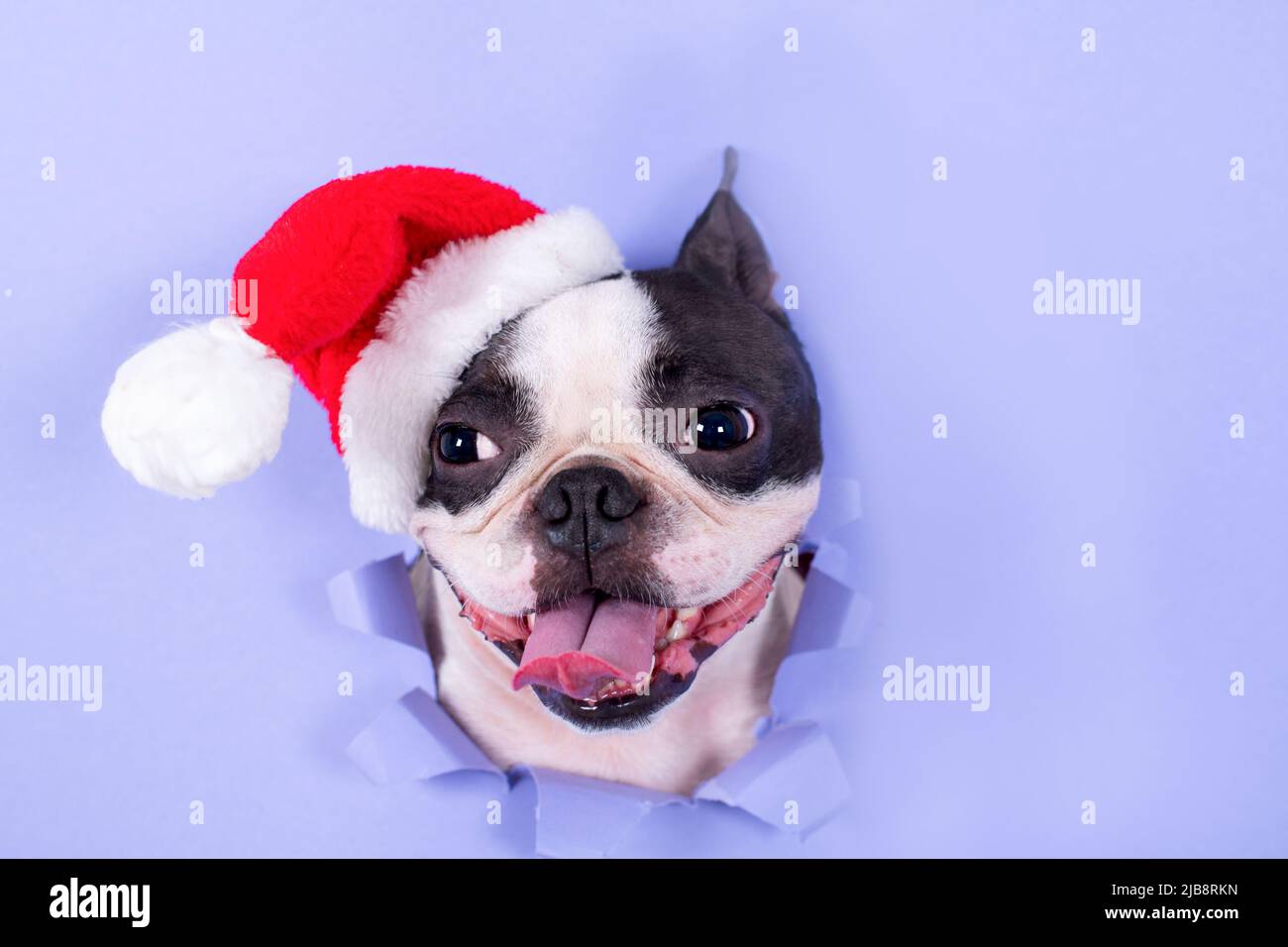 La testa di un cane felice Boston Terrier guarda fuori attraverso un foro fatto di carta blu in un cappello Babbo Natale. Creativa. Minimalismo. Il concetto di Capodanno Foto Stock