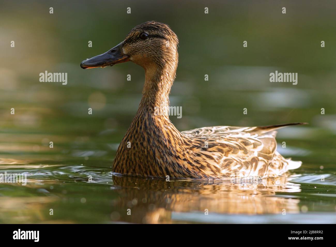 Primo piano di gallina d'anatra di mallardo galleggiante sulla superficie dell'acqua (Anas platyrhynchos) Foto Stock