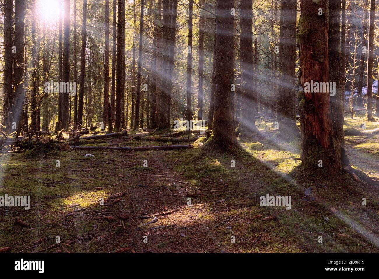 i primi raggi del sole del mattino che passa attraverso la foresta Foto Stock