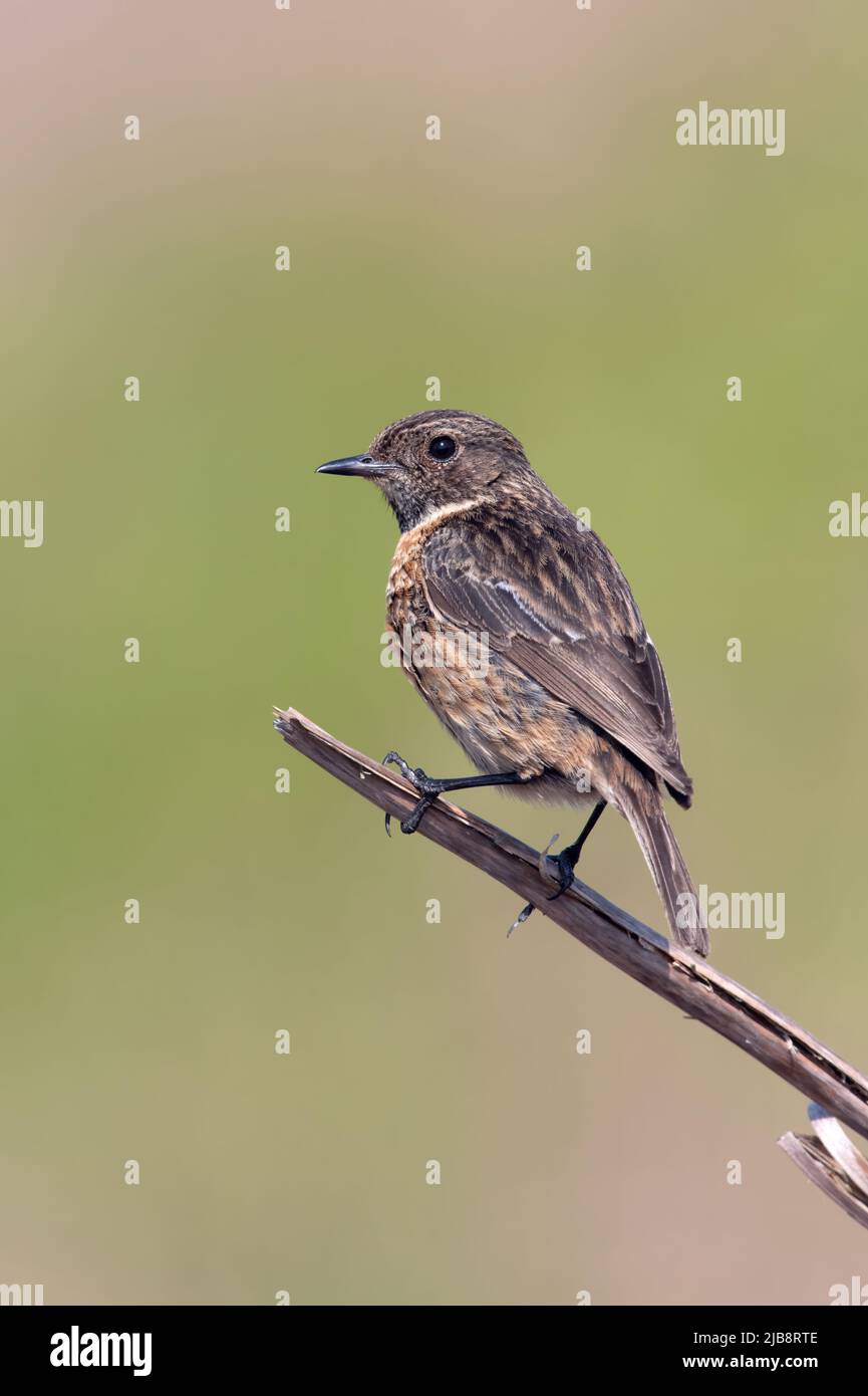 Stonechat femminile (Saxicola rubicola) nella brughiera del Peak District Foto Stock