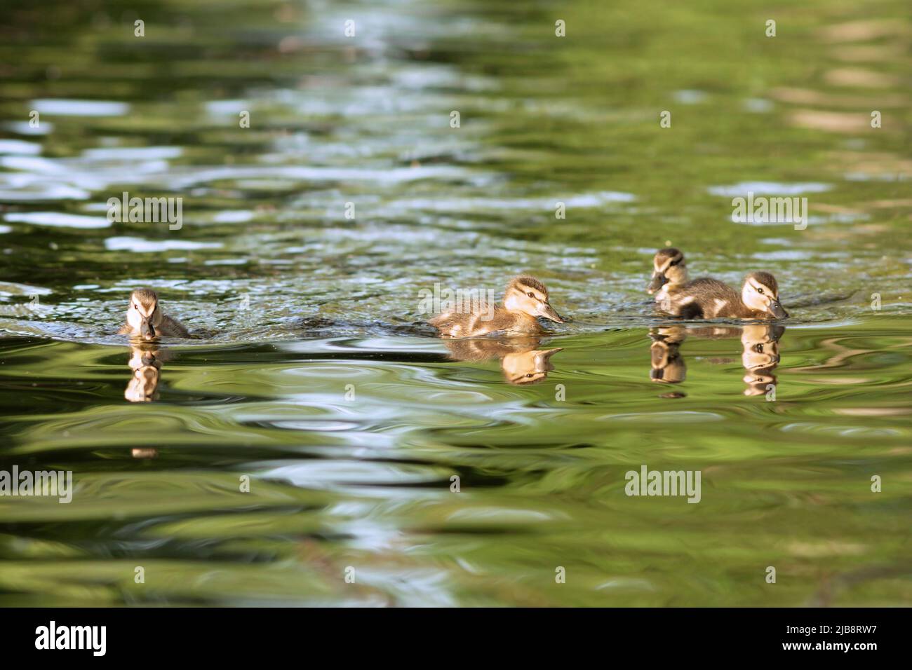 pulcini d'anatra di mallard che nuotano sullo stagno (Anas platyrhynchos) Foto Stock