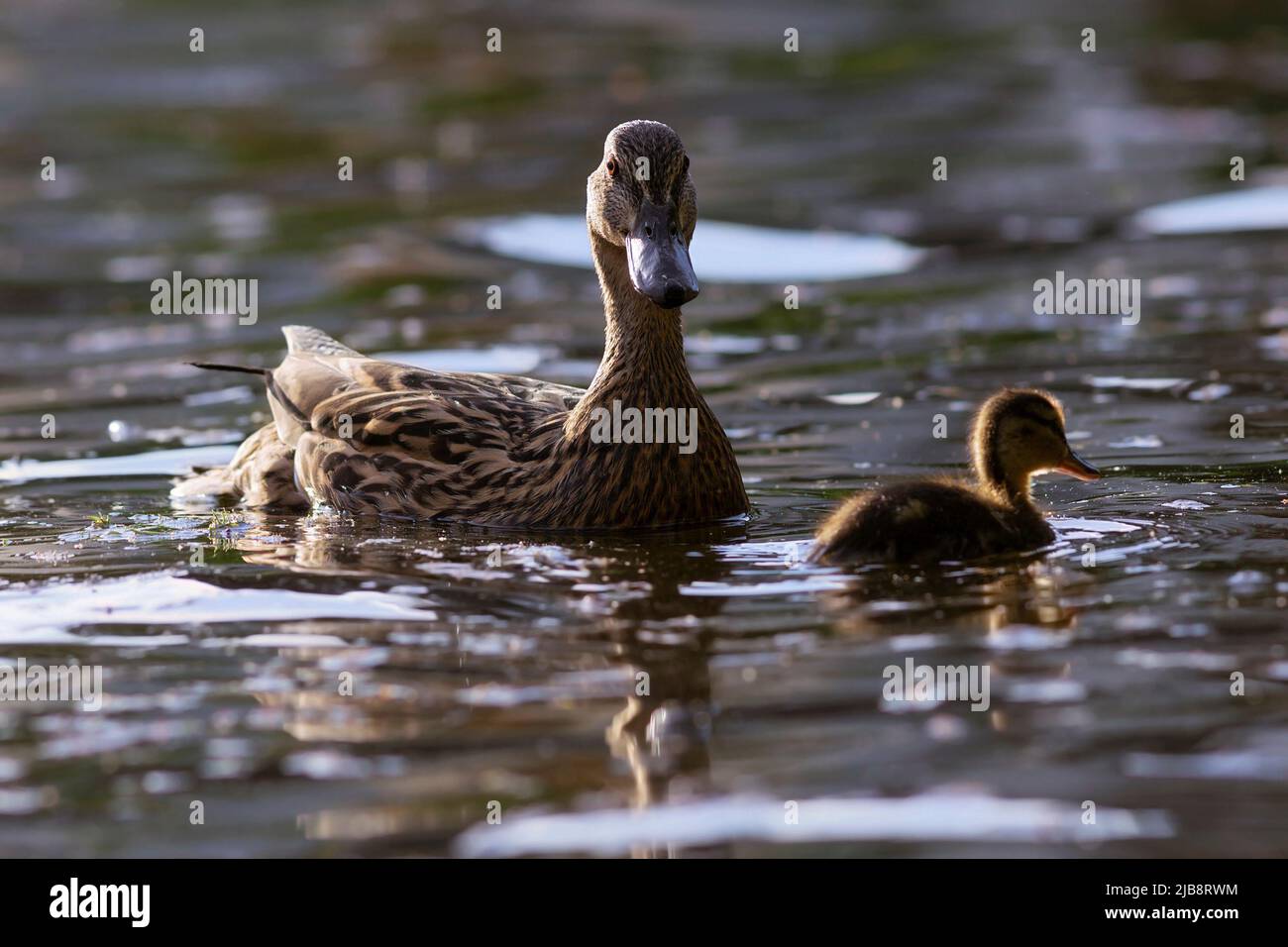 Anatra di mallard con pulcino, uccelli selvatici galleggianti sulla superficie d'acqua (Anas platyrhynchos) Foto Stock