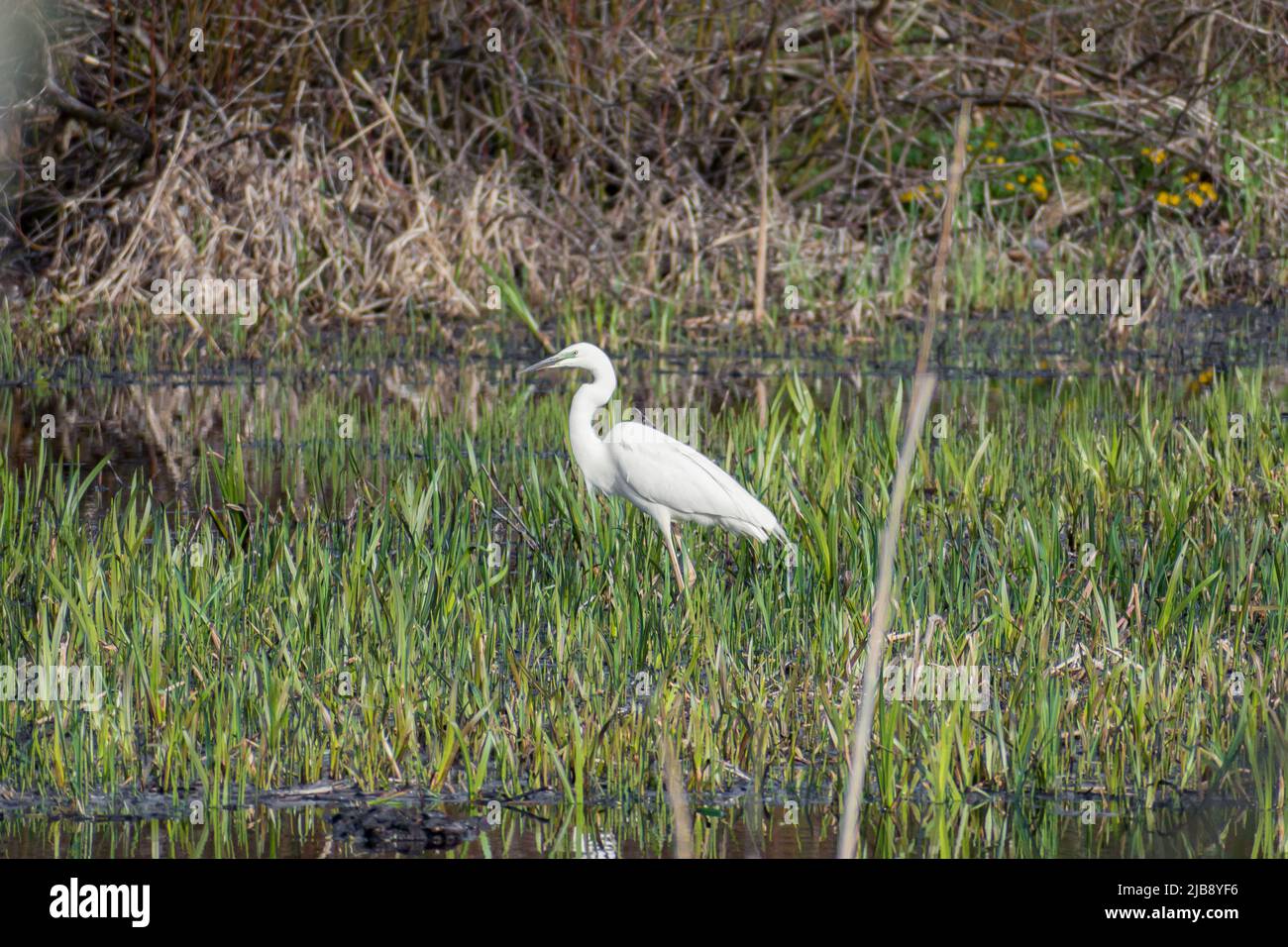 Preili, Lettonia, Europa. Piccolo uccello di egretta o garzetta di Egretta, uccello acquatico con un becco nero slanciato, lunghe gambe nere e, nella razza occidentale Foto Stock
