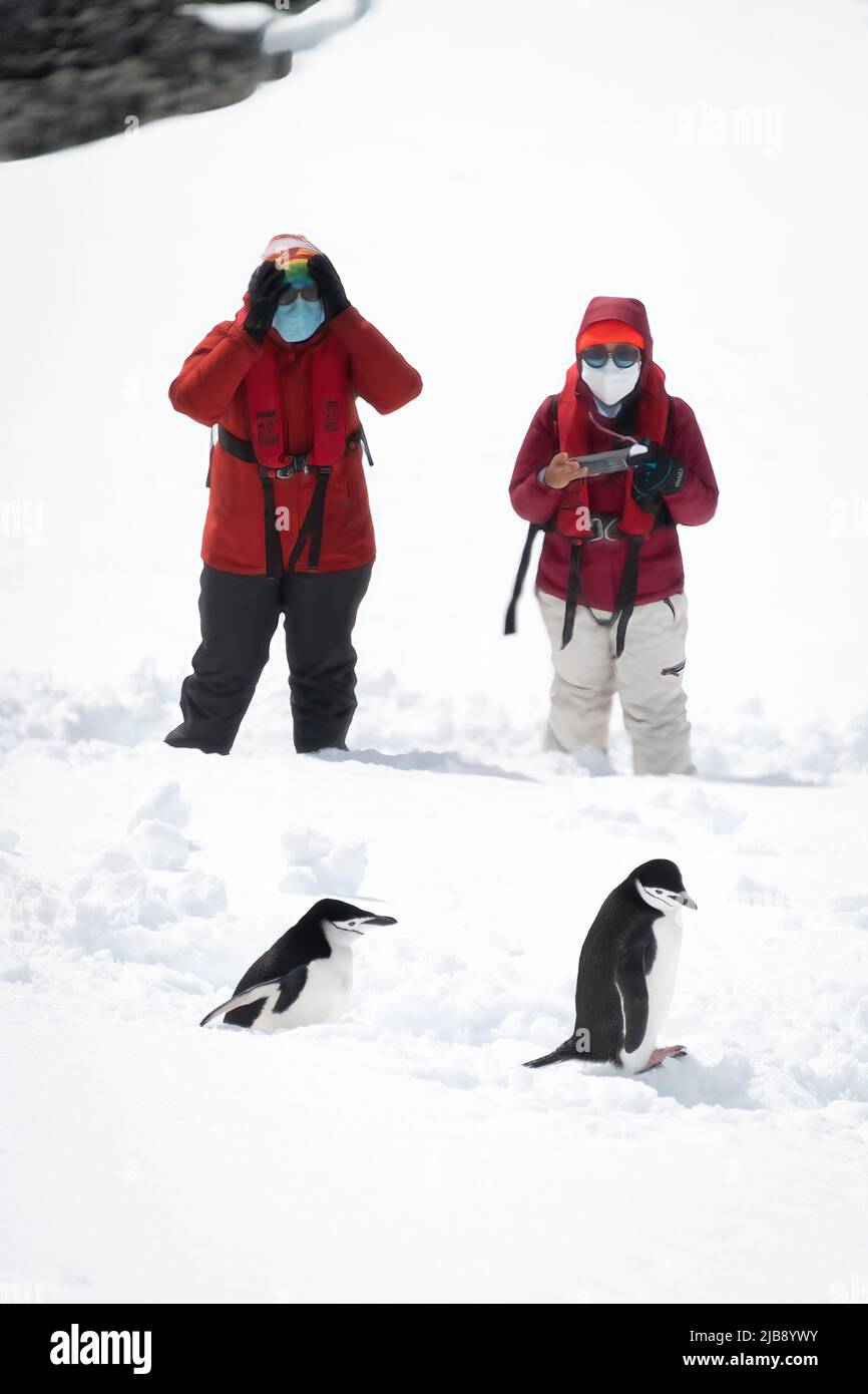 Due pinguini con cinturino da cinta che passeggiano accanto ai fotografi sulla neve Foto Stock