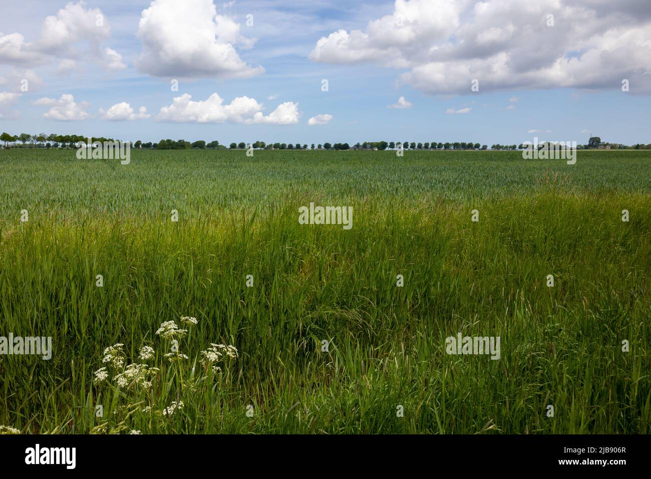 Tipico paesaggio olandese nella provincia di Groningen, vicino al villaggio di Vierhuizen, con un paesaggio agricolo pianeggiante e viste panoramiche Foto Stock