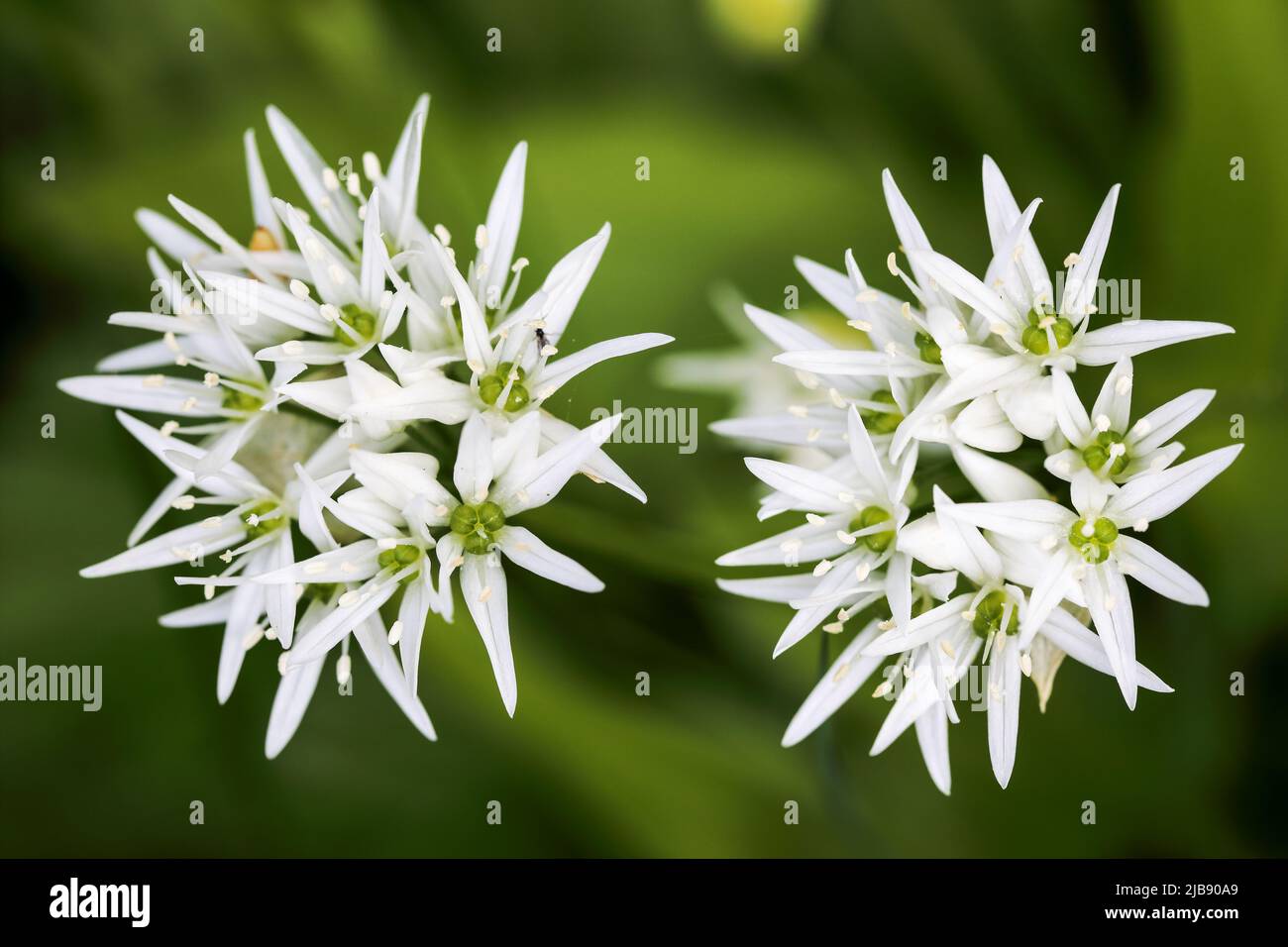 Orsi aglio fioritura Foto Stock