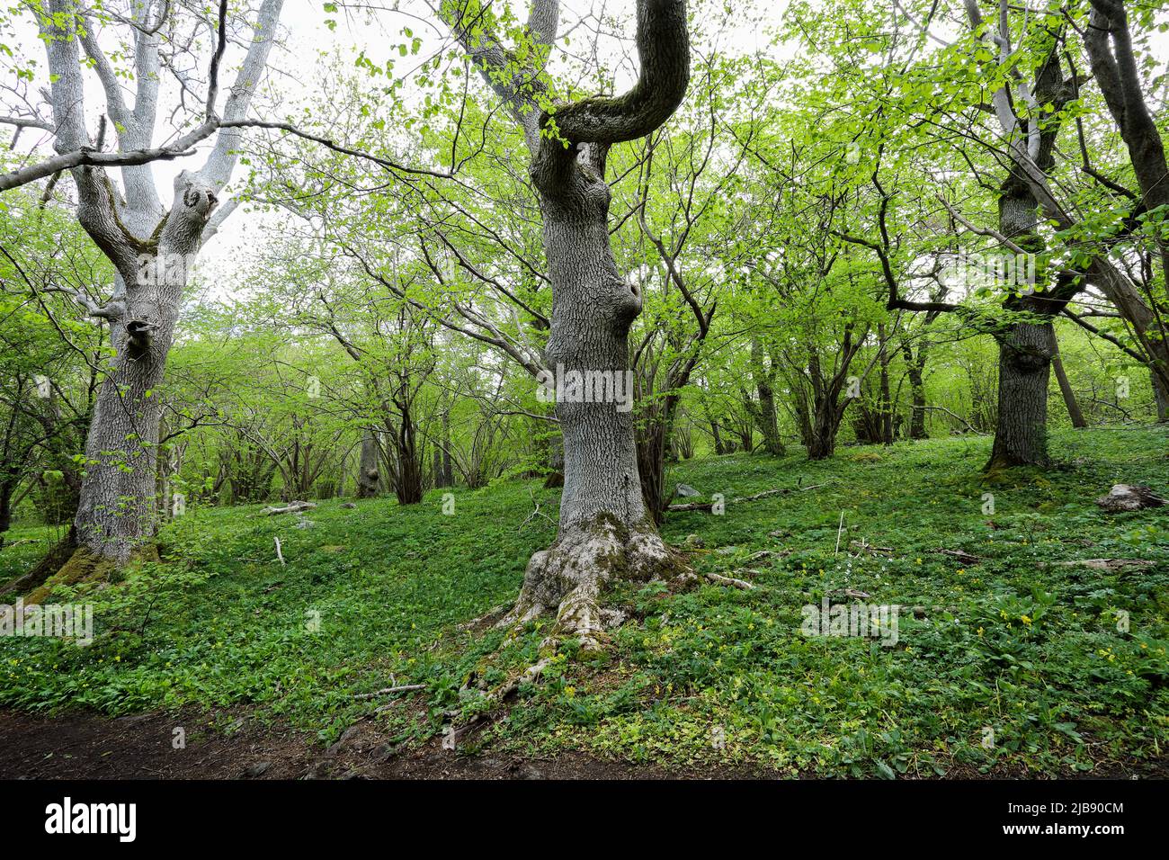 Elm alberi in prato boscoso Foto Stock