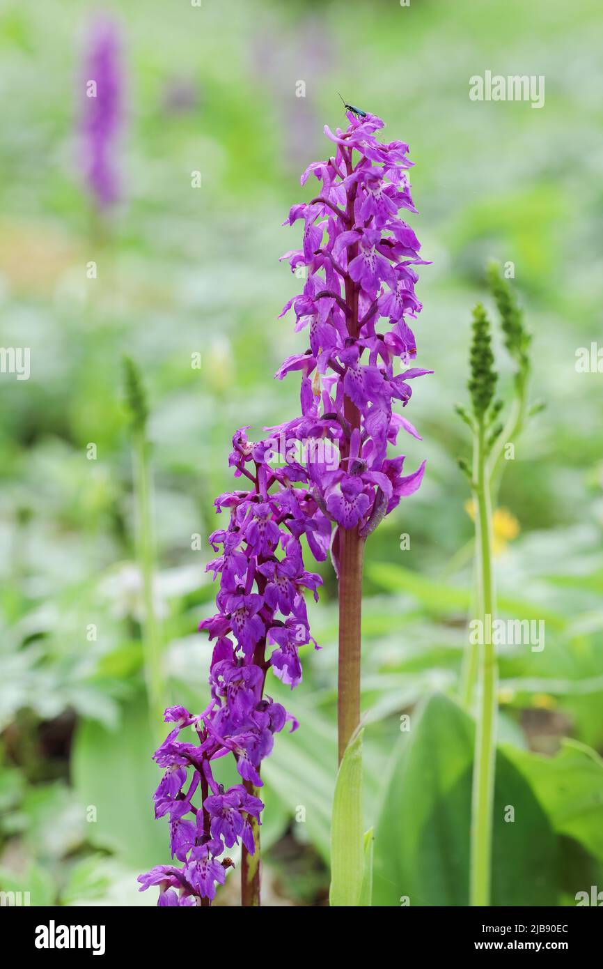 Fioritura delle orchidee di colore viola precoce Foto Stock