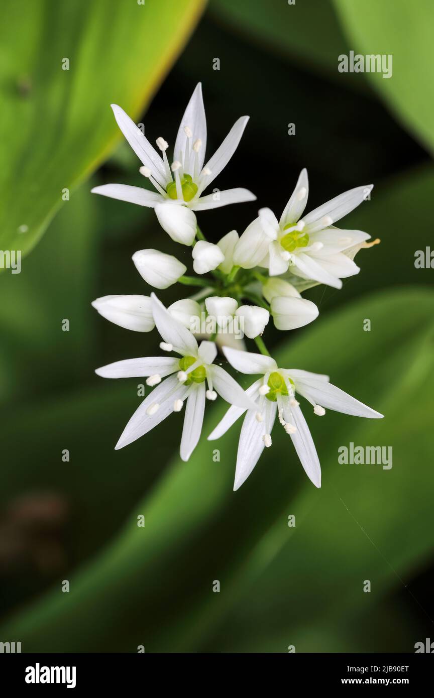 Orsi aglio fioritura Foto Stock