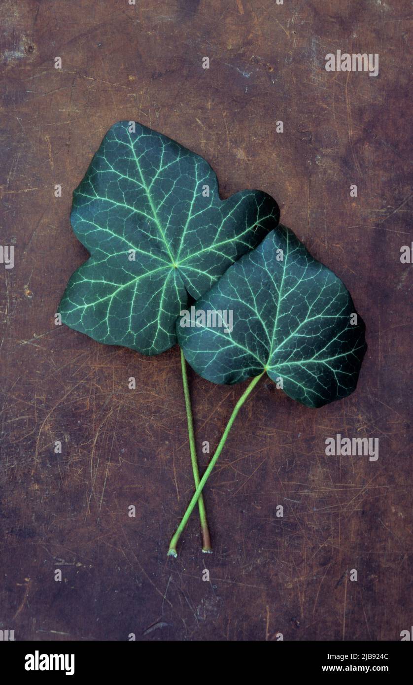 Due foglie di colore verde scuro con venature più leggere e stocchi di Ivy adagiati su pelle scuffata Foto Stock