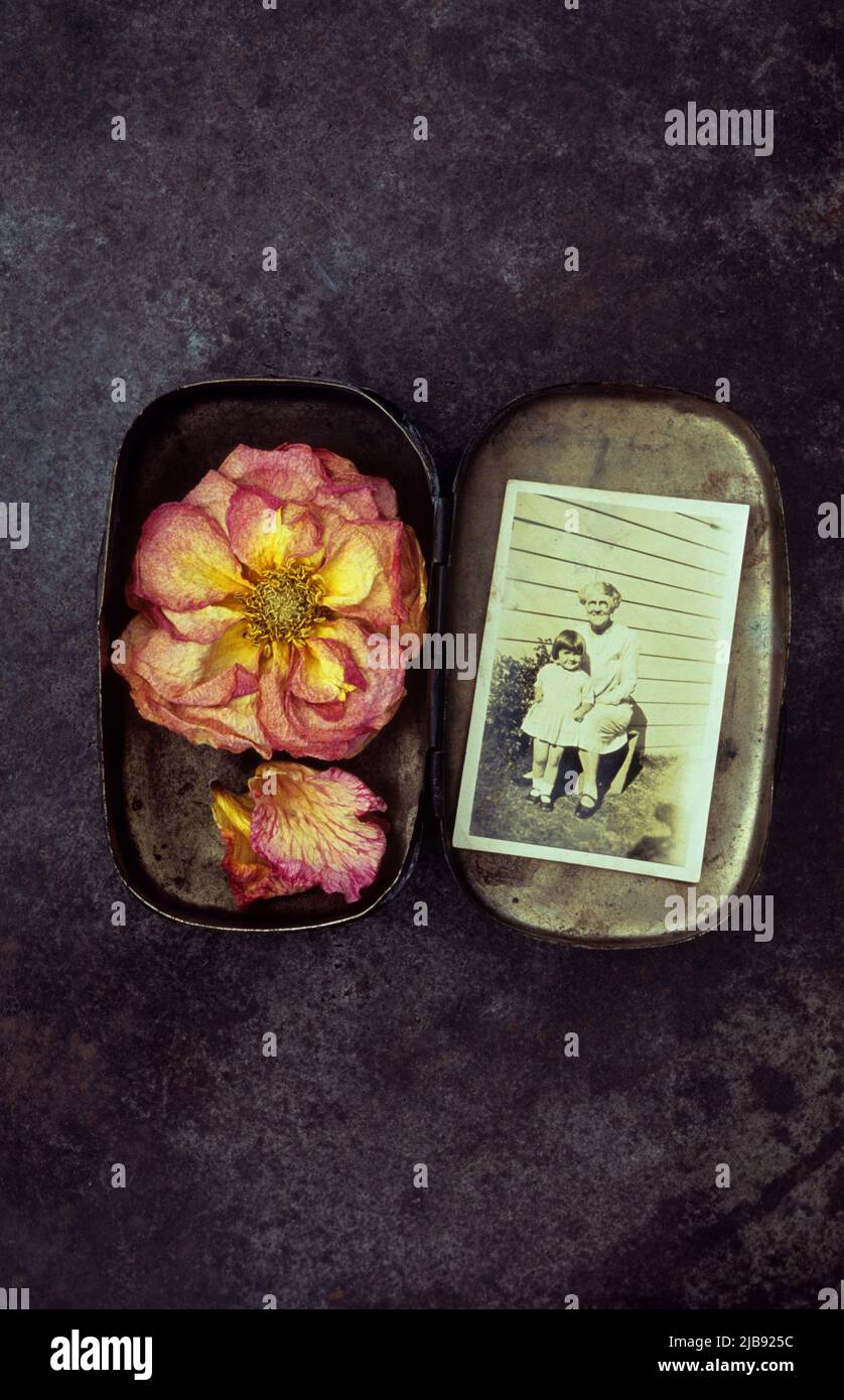 Scatola di metallo contenente rosa e giallo secco aperto rosa e seppia foto di 1930s nonna e bambino seduto in giardino Foto Stock