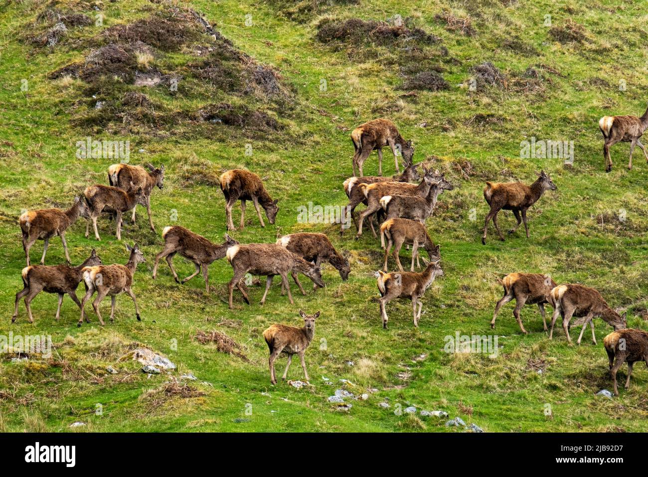 Canne di cervo (Cervus elaphus) nutrimento di mandria accanto al fiume Helmsdale, Sutherland, Scozia. Foto Stock