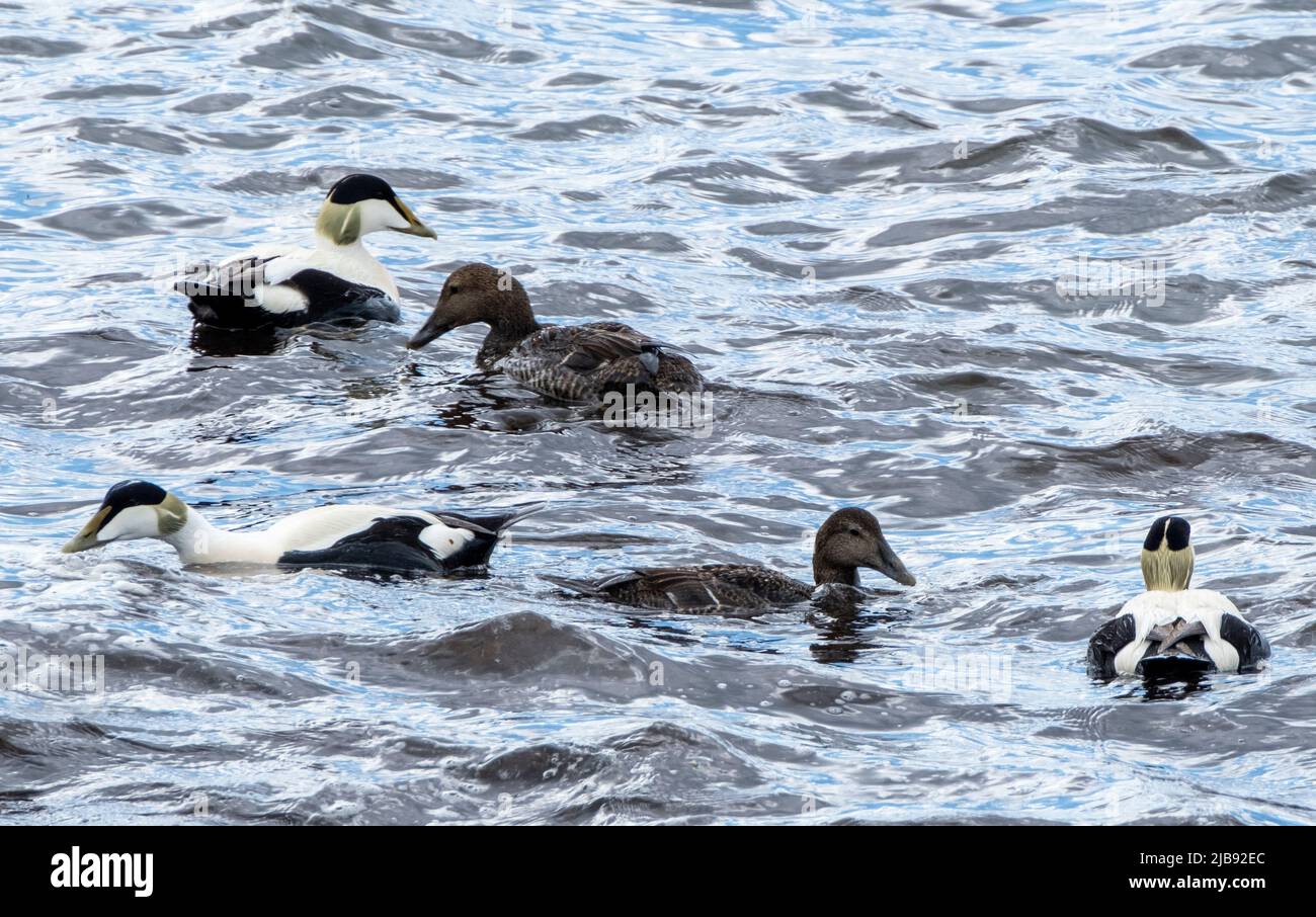 Anatra maschio e femmina Eider, Somateria mollissima, in mare, Ronaldsay meridionale, Isole Orcadi, Scozia. Foto Stock