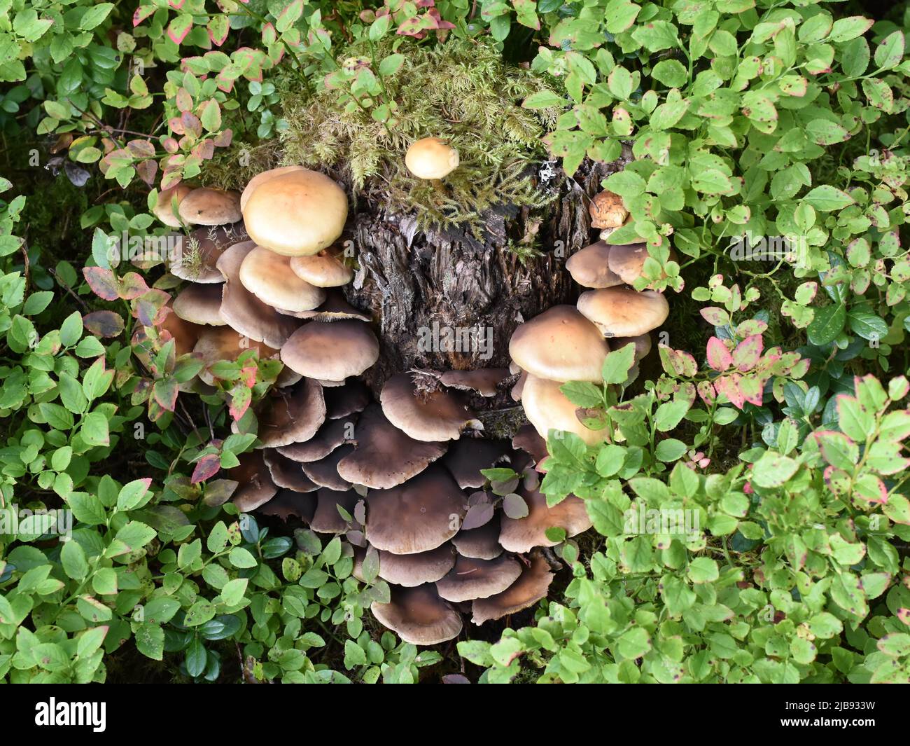 Miele fungo Armillaria mellea che cresce su un ceppo di albero Foto Stock