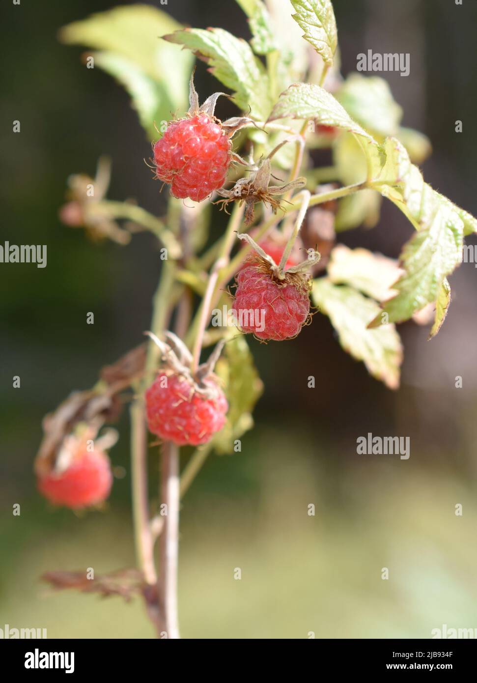 Lamponi selvatici maturi Rubus idaeus che cresce in una foresta Foto Stock