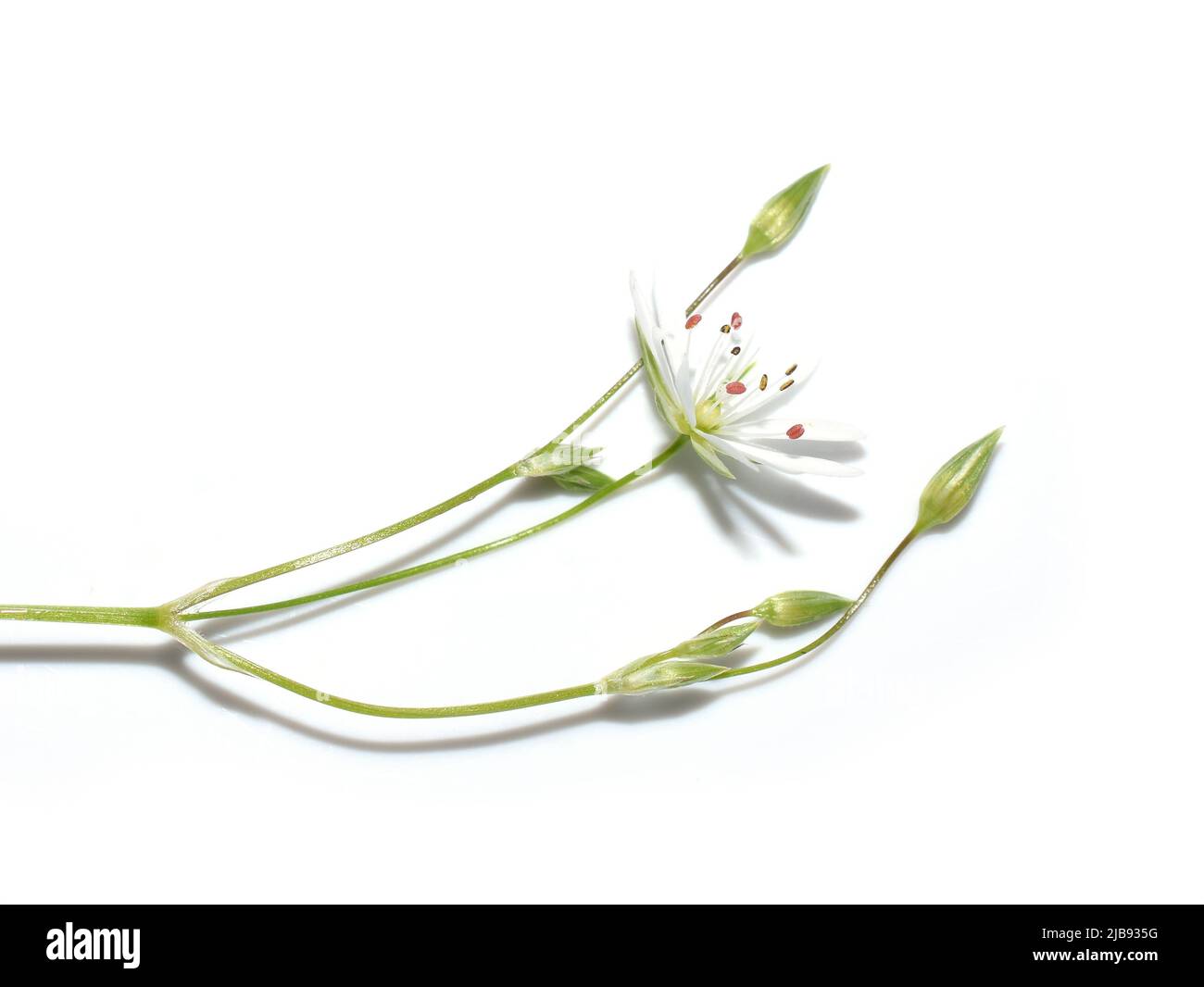 Minore Stellaria Graminea fiore closeup su sfondo bianco Foto Stock