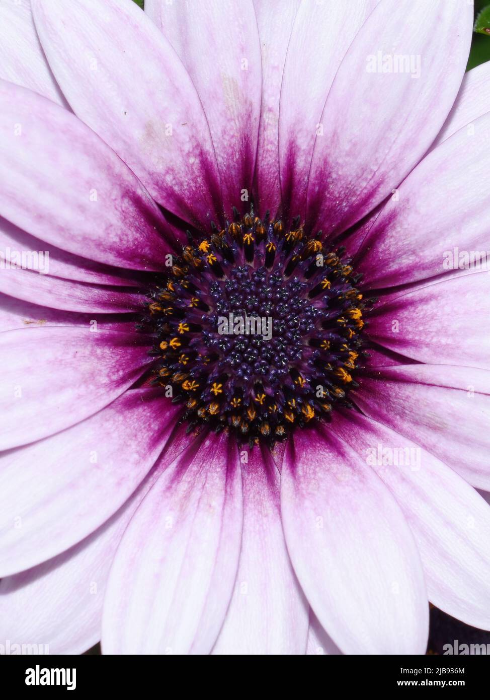 Primo piano su un rosa marguerite spagnolo margherita fiore Foto Stock