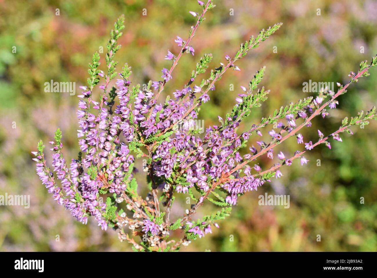 Fiori viola su erica comune Calluna vulgaris Foto Stock