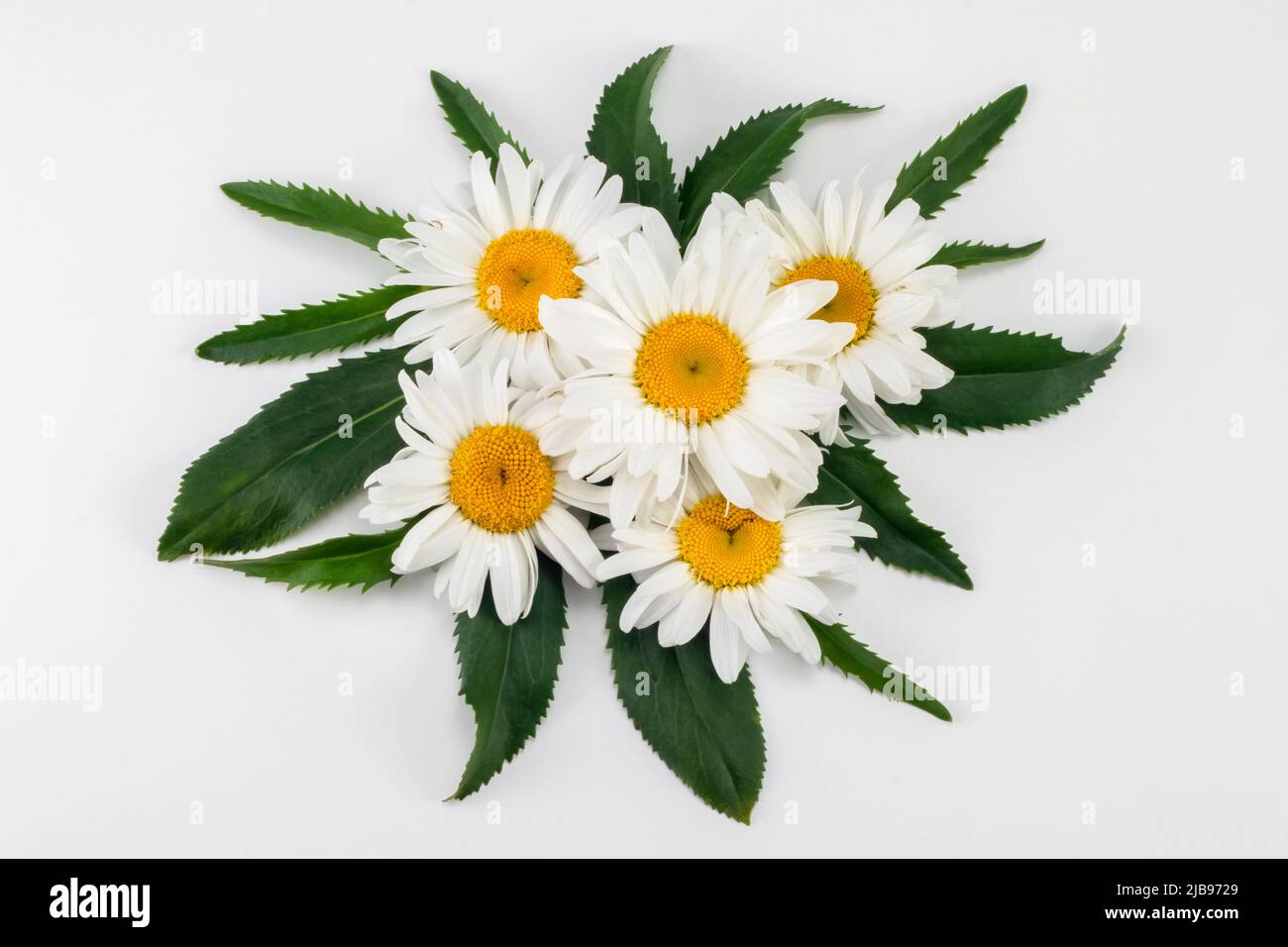 Fiori e foglie selvatiche a margherita disposti su uno sfondo bianco. Vista dall'alto. Foto Stock