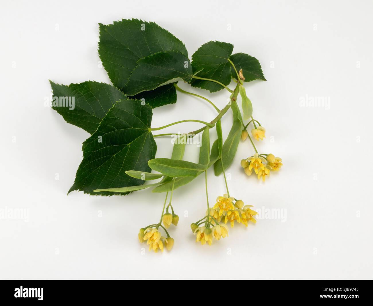 Fiori freschi e foglie di tiglio isolate su sfondo bianco Foto Stock