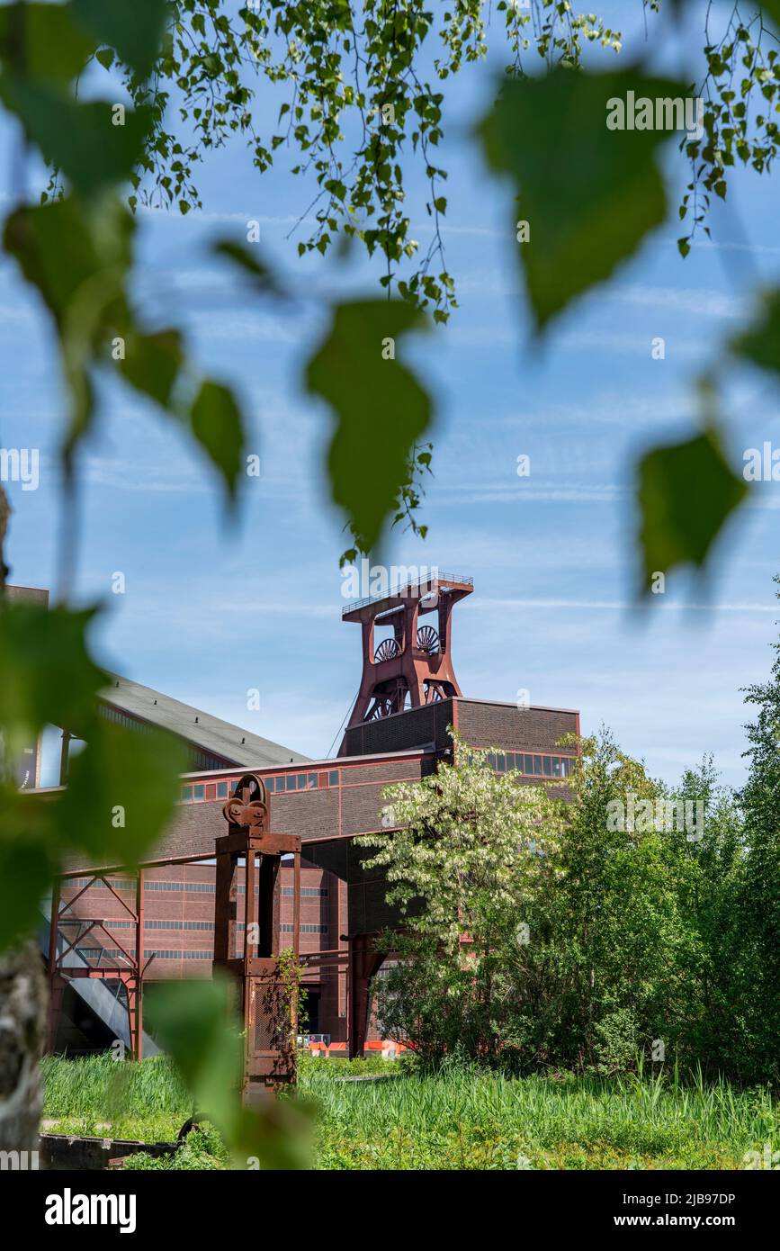 Patrimonio dell'umanità Zollverein Colliery, torre a doppio traliccio dell'albero XII, Essen, NRW, Germania, Foto Stock