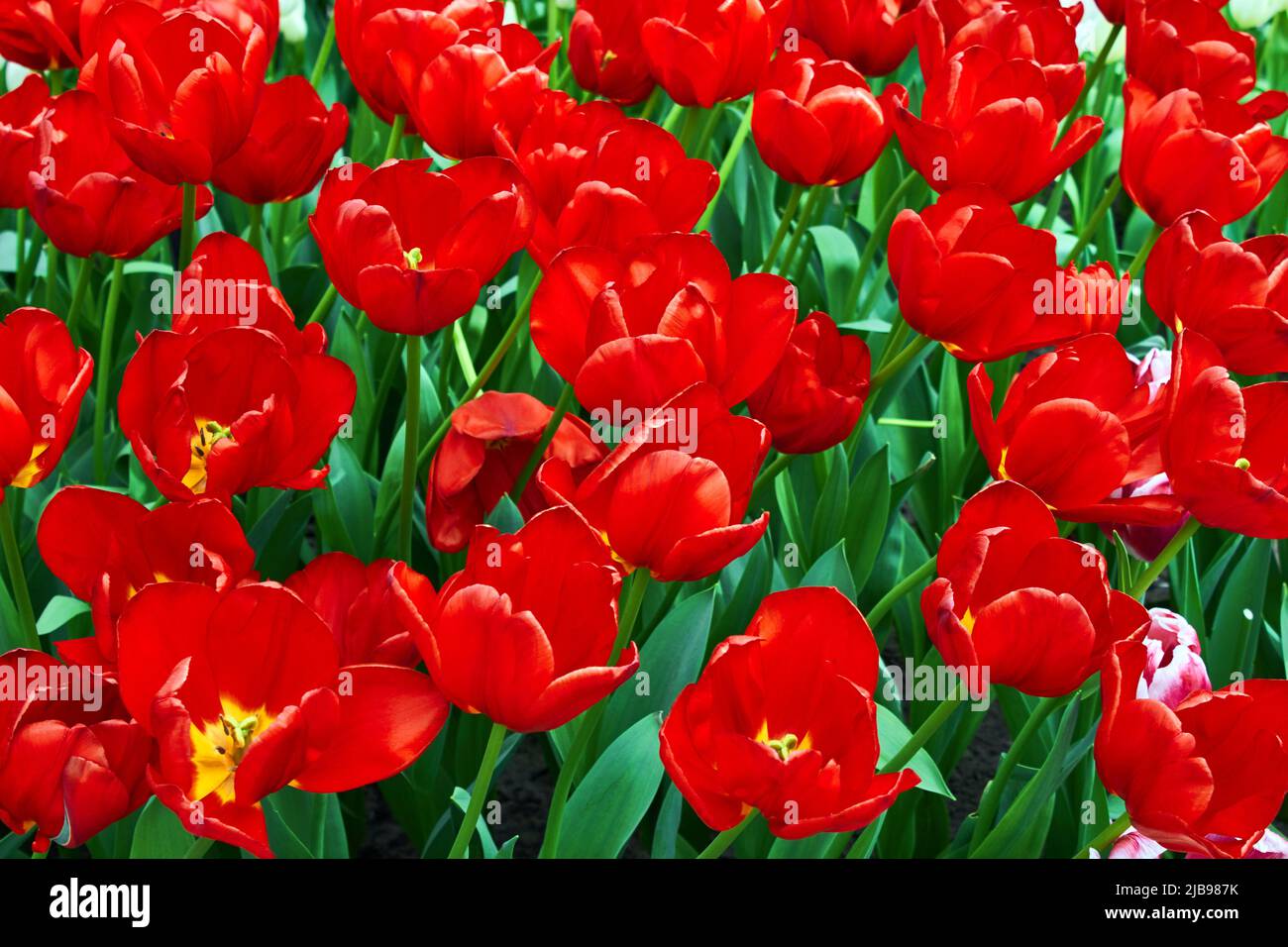 Tulipani rossi luminosi sul prato verde del giardino Foto Stock