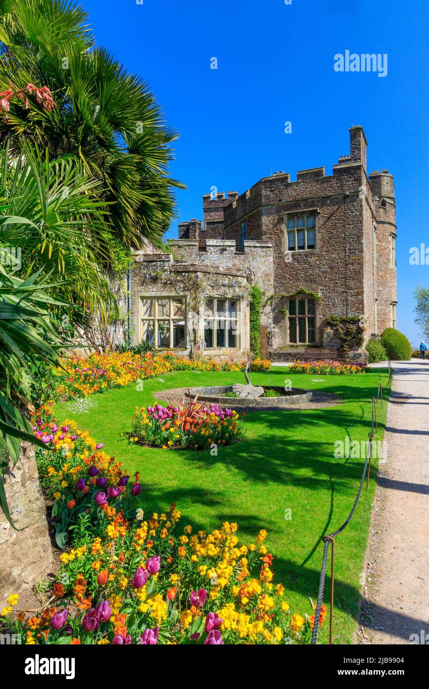 Una collezione colorata di bulbi e fiori primaverili sulla South Terrace al Dunster Castle, Somerset, Inghilterra, Regno Unito Foto Stock